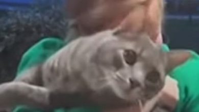Фото - Хозяйка эмоционально отреагировала на возвращение потерявшегося кота домой