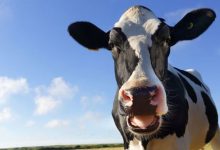 Фото - Интимная смазка, изготовленная из коровьей слюны, поможет предотвратить многие заболевания