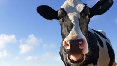 Фото - Интимная смазка, изготовленная из коровьей слюны, поможет предотвратить многие заболевания