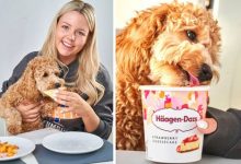 Фото - Избалованная собака ест за обеденным столом, обожает мороженое и смотрит фильмы