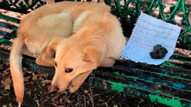 Фото - Маленький хозяин привязал пса к скамейке в парке и оставил его с трагической запиской