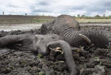 Фото - Неравнодушные люди спасли слониху и слонёнка, увязших в грязи