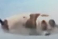 Фото - Питбуль спас щенка, упавшего в бассейн и чуть не утонувшего