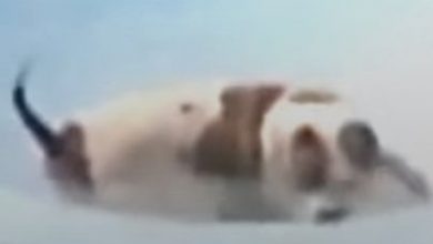 Фото - Питбуль спас щенка, упавшего в бассейн и чуть не утонувшего