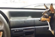 Фото - Пёс готов наброситься на автомобильные дворники