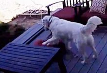 Фото - Пёс, крадущий подушки, попадается с поличным благодаря камере видеонаблюдения