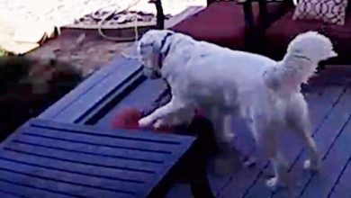 Фото - Пёс, крадущий подушки, попадается с поличным благодаря камере видеонаблюдения