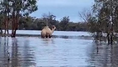 Фото - Пожарные спасли верблюда от наводнения