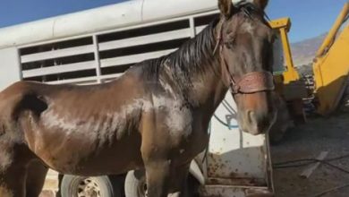Фото - Сбежавший конь на восемь лет прибился к стаду диких мустангов