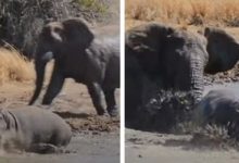 Фото - Слон напал на бегемота и не дал ему принять грязевую ванну