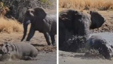 Фото - Слон напал на бегемота и не дал ему принять грязевую ванну