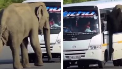 Фото - Слон вознамерился влезть в автобус, но его не прокатили
