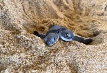 Фото - Спасатели нашли удивительную двухголовую черепаху-мутанта