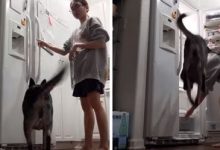 Фото - Стоит только хозяйке открыть холодильник, как её собака совершает дикие прыжки