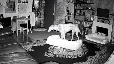 Фото - Умная собака научилась делать себе двуспальную кровать