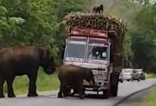Фото - Водители грузовиков с сахарным тростником вынуждены платить «налог» слонам