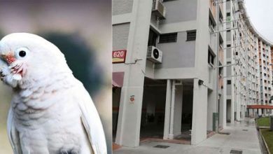 Фото - Женщине пришлось продать квартиру из-за шумного попугая