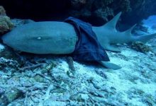 Фото - Эксперты ищут «немодную» акулу, нацепившую на себя женскую юбку