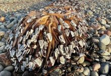 Фото - Гуляя по пляжу, мужчина нашёл скопище ракушек и выяснил, что они деликатесные и дорогостоящие