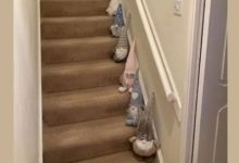 Фото - Хозяйка рассадила гномов на лестнице в доме, но идею посчитали небезопасной