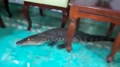 Фото - Крокодила, спрятавшегося под диваном, вымели из дома щёткой