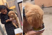 Фото - Люди раскритиковали хозяйку, накормившую щенка неполезной уличной едой