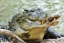 Фото - Ловец крабов ударил ножом крокодила, который схватил его приятеля за голову
