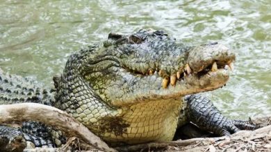 Фото - Ловец крабов ударил ножом крокодила, который схватил его приятеля за голову