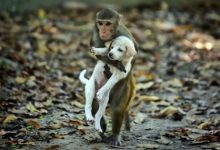Фото - Обезьяна решила «усыновить» щенка и утащила его на дерево