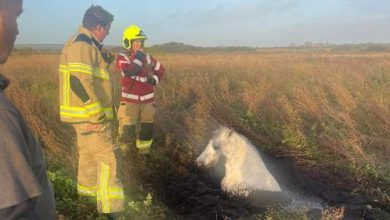 Фото - Пожарные спасли пони, завязшего в илистом болоте