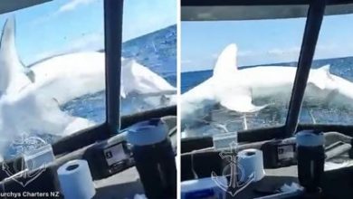 Фото - Рыбаки слишком близко познакомились с акулой, которая выпрыгнула из воды на нос лодки