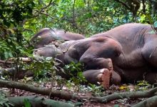 Фото - Слонов, упившихся заготовкой для ликёра, пришлось будить с помощью барабанов