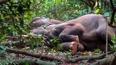 Фото - Слонов, упившихся заготовкой для ликёра, пришлось будить с помощью барабанов