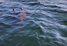 Фото - Супруги, катавшиеся на лодке по озеру, сфотографировали странного водного монстра