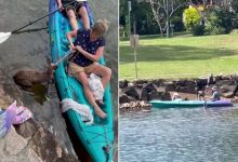 Фото - Супруги на каяке добрались до кенгуру и спасли его из канала, кишащего акулами