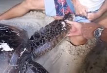 Фото - Туристы спасли морскую черепаху, запутавшуюся в верёвке
