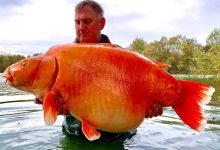 Фото - Удачливый рыбак поймал золотую рыбку, которая, возможно, является самой крупной в мире