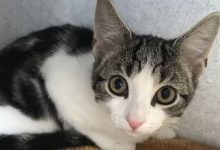 Фото - Ветеринары выяснили, что у попавшей в приют бездомной кошки нет половых органов