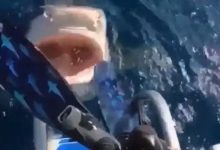 Фото - Женщина нос к носу столкнулась с акулой, но счастливо избежала её зубов