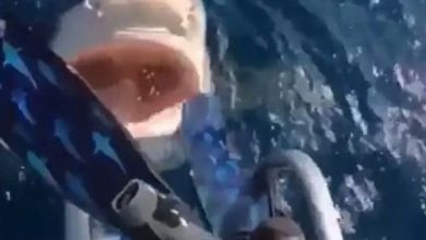 Фото - Женщина нос к носу столкнулась с акулой, но счастливо избежала её зубов
