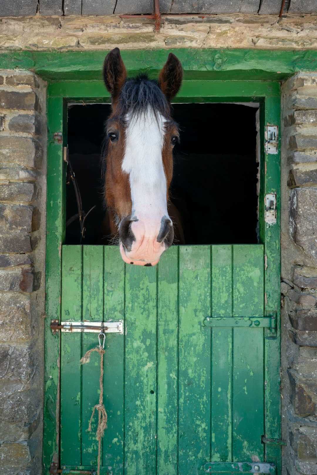 Bay Horse in a rustic stable